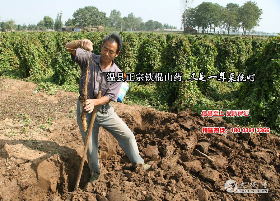 ��������ɽҩ