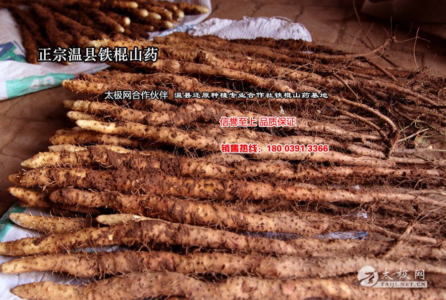 ��������ɽҩ