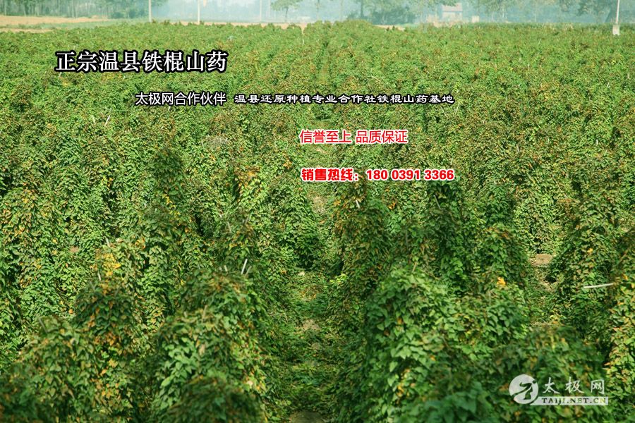 ��������ɽҩ