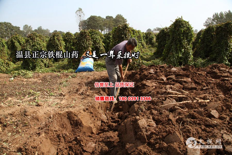 ��������ɽҩ