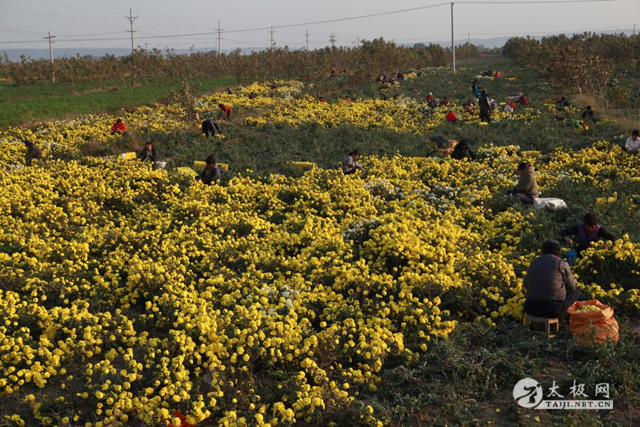 ���ػƺ�̲�ľջ�ʢ��