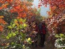 ��ĩ��Խ����ɽ�ۺ�Ҷ